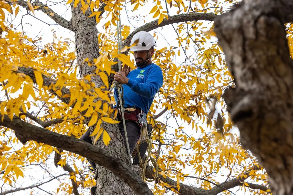 Skilled Tree Planting crew working in Phoenixville